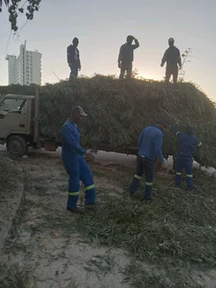 Tree felling contact Wilfred 0606921052