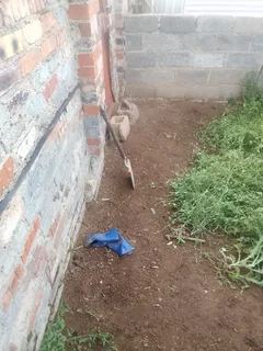 Cleaning services and garden service