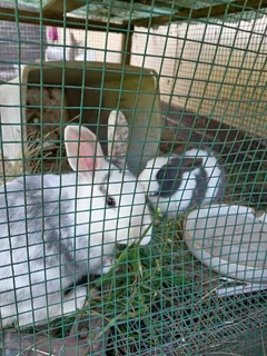 Rabbits (medium size, mixed breeds) Pinetown