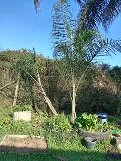 2x 3m tall Queen Palm trees for sale, Pinetown