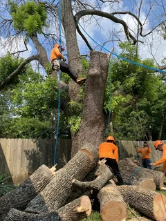 Tree filling Services