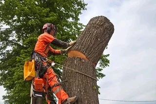 Tree filling Services