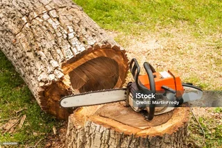Tree filling Services