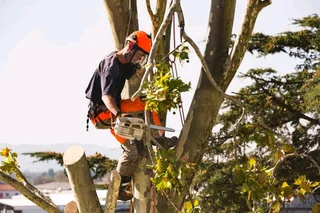 Tree filling Services