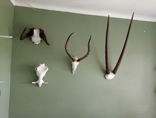 Animal Skulls