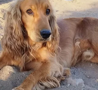 Puppies - Ad posted by Ronel Coetzee