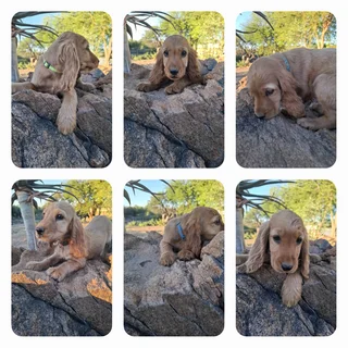 Puppies - Ad posted by Ronel Coetzee