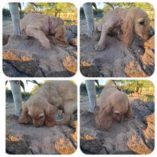 Puppies - Ad posted by Ronel Coetzee