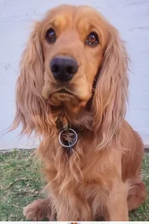 Puppies - Ad posted by Ronel Coetzee