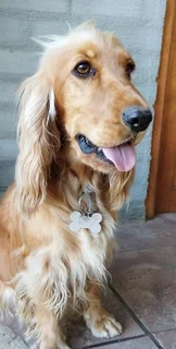 Puppies - Ad posted by Ronel Coetzee