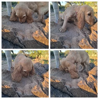 Puppies - Ad posted by Ronel Coetzee