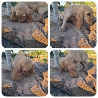 Puppies - Ad posted by Ronel Coetzee