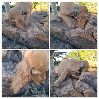 Puppies - Ad posted by Ronel Coetzee