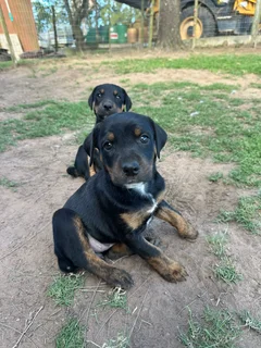 Doberman cross puppies