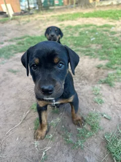 Doberman cross puppies