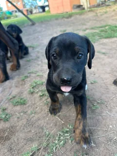 Doberman cross puppies