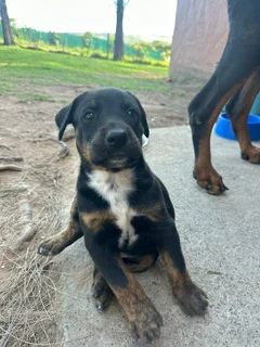 Doberman cross puppies