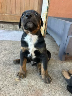Doberman cross puppies