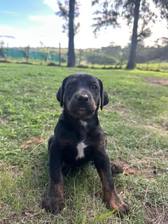 Doberman cross puppies