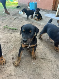 Doberman cross puppies