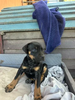 Doberman cross puppies