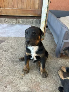 Doberman cross puppies