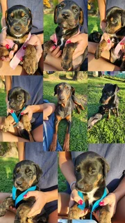 Doberman cross puppies