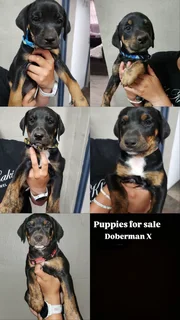 Doberman cross puppies
