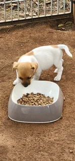 Jack Russell pups