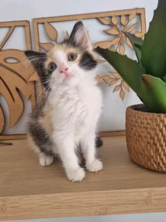 Maine Coon cross kittens