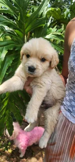 Golden Retriever pups