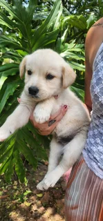 Golden Retriever pups