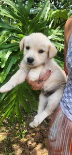 Golden Retriever pups