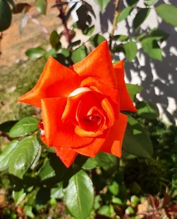 Two houses for sale on a smallholding