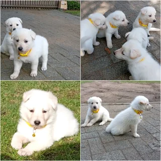 Swiss German shepherds