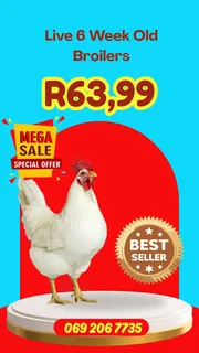 Broilers for sale