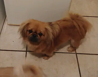 Pekingese female