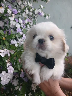 Pekingese male
