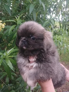 Pekingese male puppy