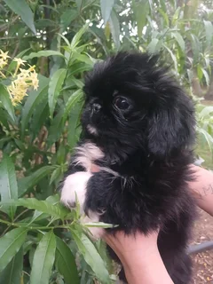 Pekingese male puppy