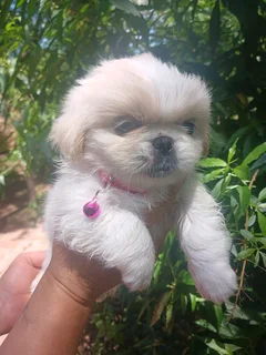 Purebreed female pekingese