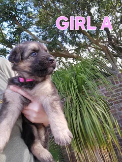 German Shepherd Puppies