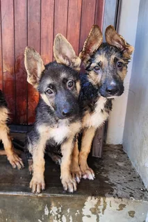 German Shepherd Puppies