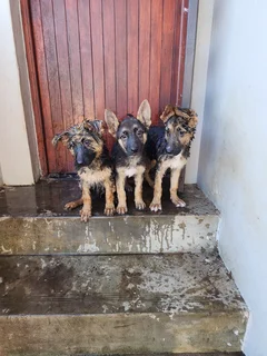 German Shepherd Puppies