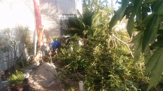 Pools and Tree Felling