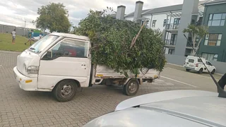 Pools and Tree Felling