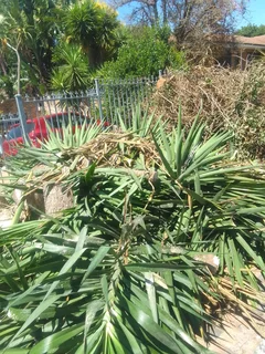 Pools and Tree Felling