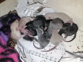 Pet Dumbo Rats for sale