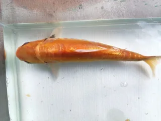 B Graded Kois (20cm+) - R250 Each (September Sale)