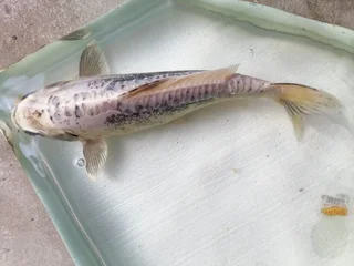 B Graded Kois (20cm&#43;) - R250 Each (September Sale)